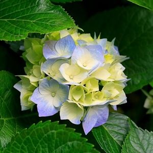 Meet your Posher, Bridgette